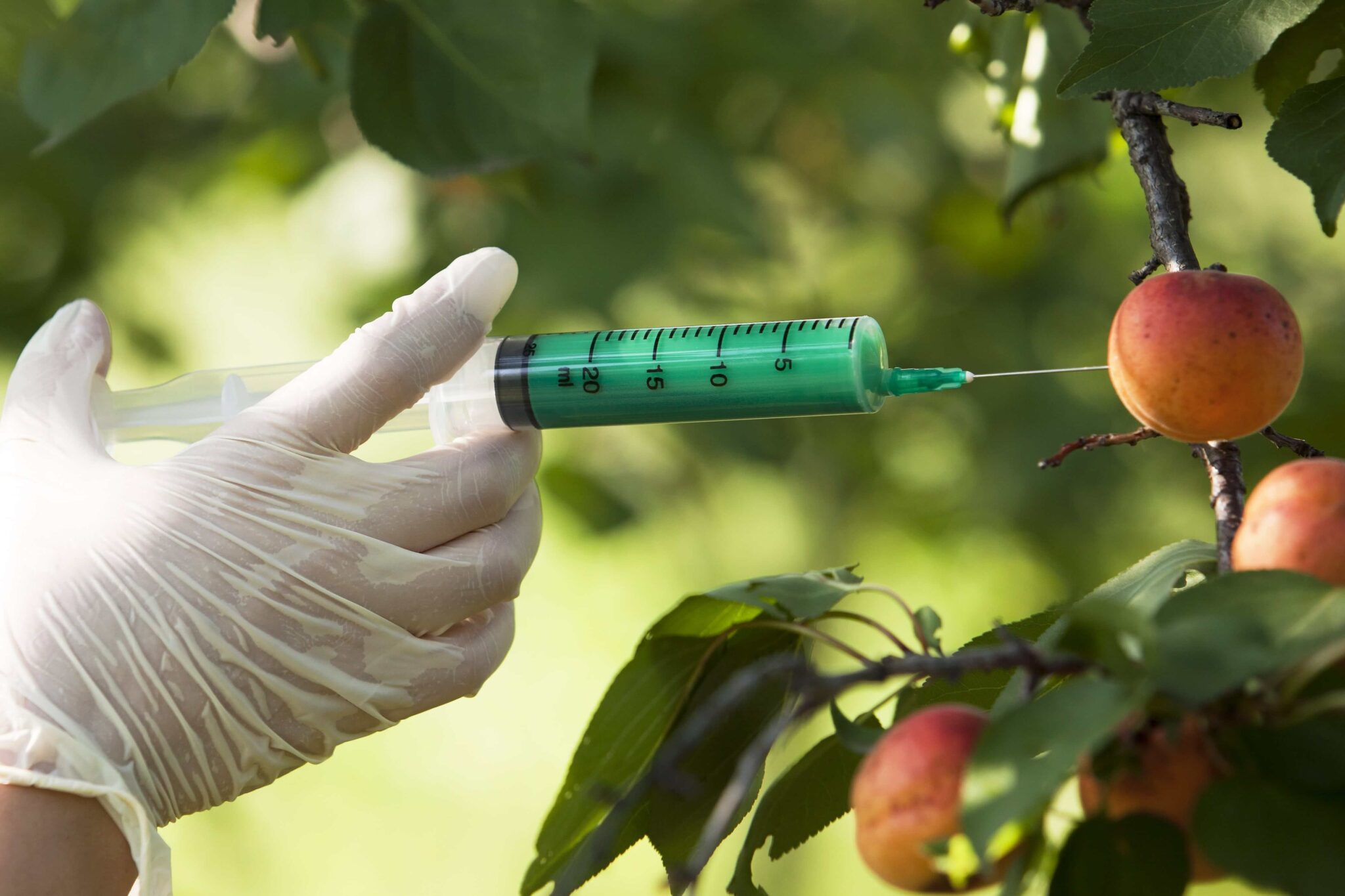What are GMOs | Benefits Of GMO - Nabta Health