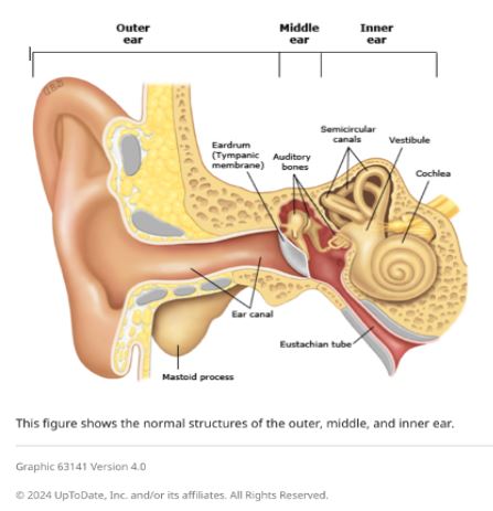 Garlic oil helps cure ear infections; the illustration presents a clear diagram of the ear's normal anatomy