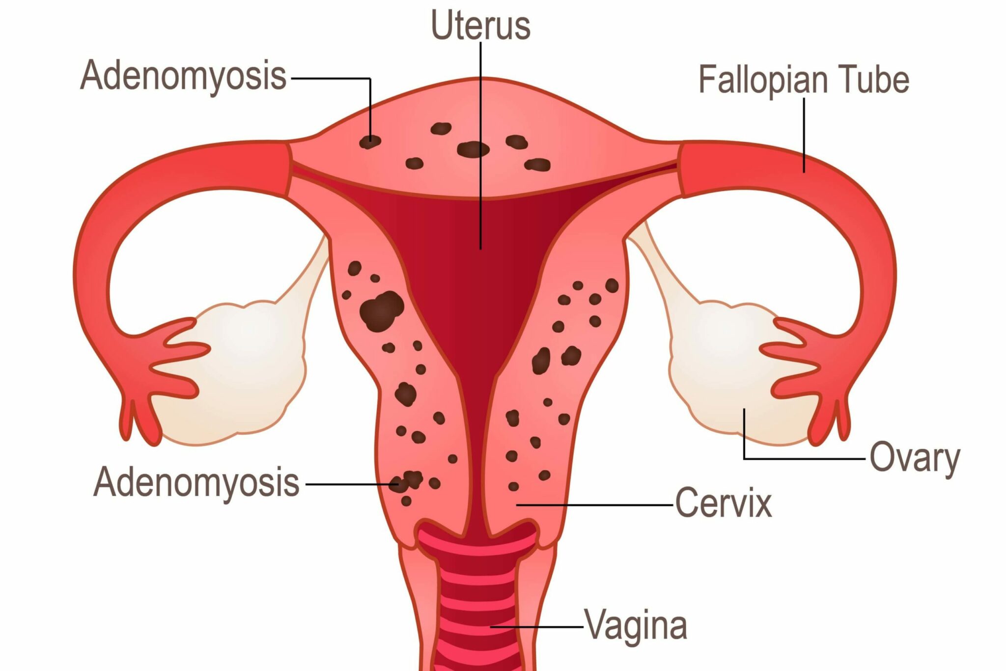 picture of the vagina