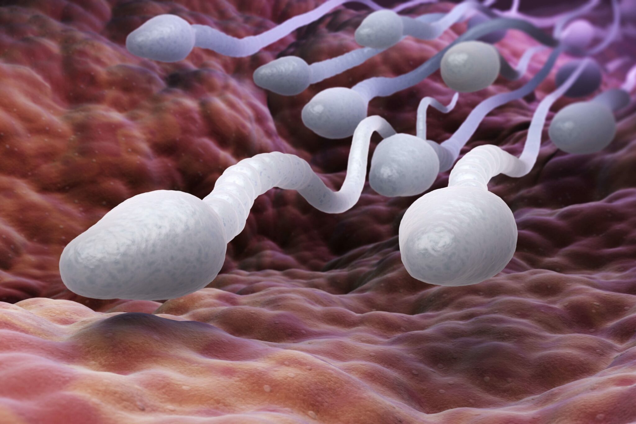 Everything you Need to Know About Sperm